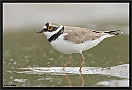 Kleine Plevier, Little Ringed Plover, Charadrius dubius Location: Wierden, the Netherlands kleine plevier MG 9189 kopie